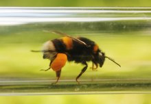 A study in which free-foraging bee colonies were placed in the field has shown that pesticide exposure can affect colony development.